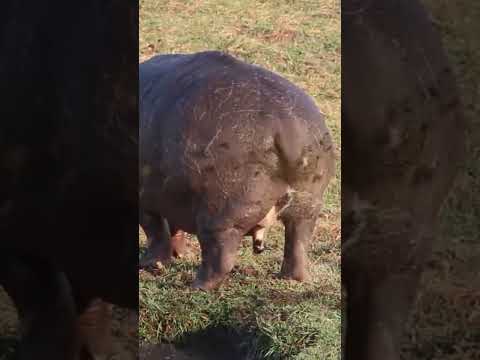 Hippo peeing and pooping #shorts