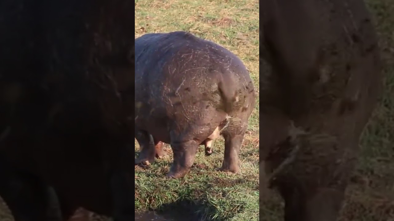Hippo peeing and pooping #shorts