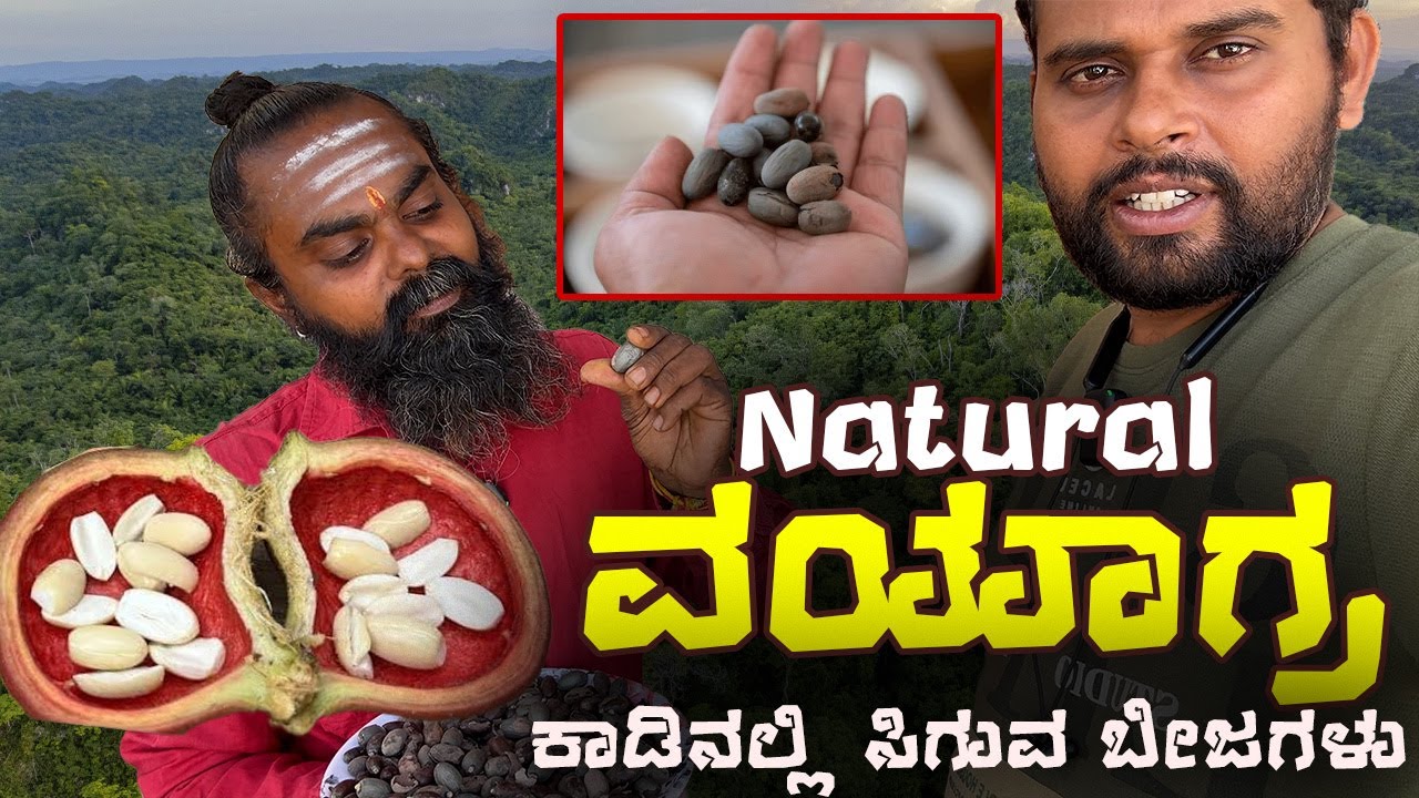 ಕಾಡಿನಲ್ಲಿ ಸಿಗುವ ಬೀಜಗಳು | NATURAL ವಯಾಗ್ರ | Natural Strength & Endurance Boost from the Forest 🌿