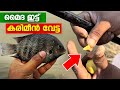 ചൂണ്ട ഇട്ട് കരിമീൻ വേട്ട Fishing | Pearl spot fishing | Village fishing