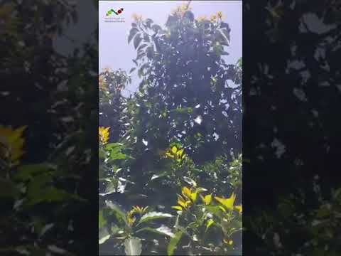 الإحتياطات اللازمة عند استخدام  لأشجار الأفوكادو مع المستشار الفلاحي أحمد الدحاني