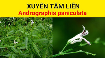 Xuyên tâm liên | Xuyên tâm liên là thuốc gì? Có tác dụng trị bệnh gì?