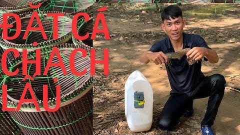 Đặt Lợp Cá Chạch Lấu ll Bài Mồi Đặt Lợp Cá Chạch Lấu Nhạy Dính 