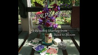 Sweet Pea Medley; Ode to the Sweet pea: A relaxing journey from Seed to Bloom by Jeri Landers of Hopalong Hollow 14,982 views 10 months ago 21 minutes