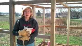 Tips for Urban Chicken Farming