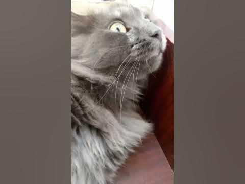 У КОТА ЗАСКРИПЕЛИ УШИ . 🐯🦊 ️. - YouTube