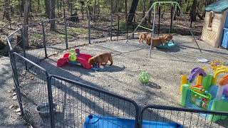 Dogue de Bordeaux Puppies - 7 Weeks!! by Premiere Roux Bordeaux 104 views 1 year ago 1 minute, 6 seconds