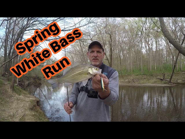 2022 White Bass Run has Begun !! White Bass Spawning Run Falls lake 