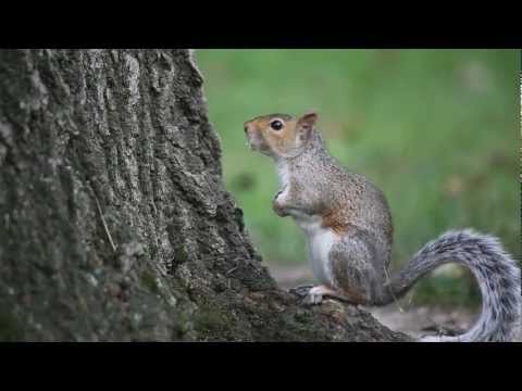 וִידֵאוֹ: איך להיפטר מסנאים - שיטות להרחקת סנאים