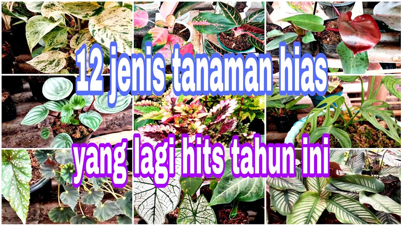 12 Jenis Tanaman Hias Yang Lagi Hits Tahun Ini 2021 