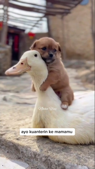 Anak anjing lucu sekali