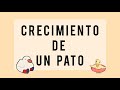 Crecimiento de un pato (en 1 año) mira lo que pasa...