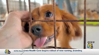 Iowa nonprofit aims to end puppy mills