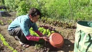 Tutto sulle Limacce nell'orto e giardino