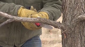 how to properly prune up the base of a tree
