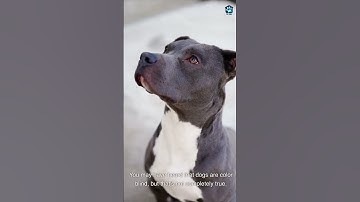 Thumbnail of Are Dogs Color Blind?