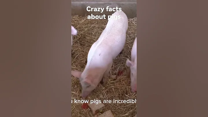 Crazy facts about pigs