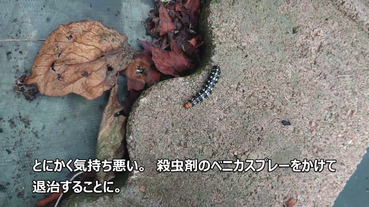 ハマオモトヨトウの幼虫による被害 ハマユウ Youtube