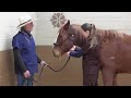 Pulse rate in horse external maxillary artery