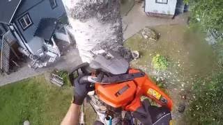 Birch dismantle