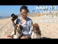 What It's Like To Have A Cavalier King Charles の動画、YouTube動画。