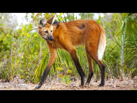 ভিডিও: আমেরিকানরা কিভাবে একটি সোভিয়েত স্যাটেলাইট নিক্ষেপ করেছিল