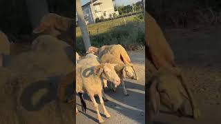 The odd one ???? sheep travel albania goats funny