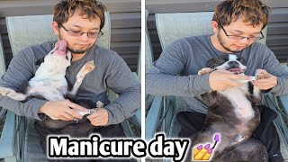 Manicure For My Boston Terrier Dogs | SHE KEPT LICKING ME THE WHOLE TIME