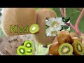 Como germinar semillas de kiwi fácil