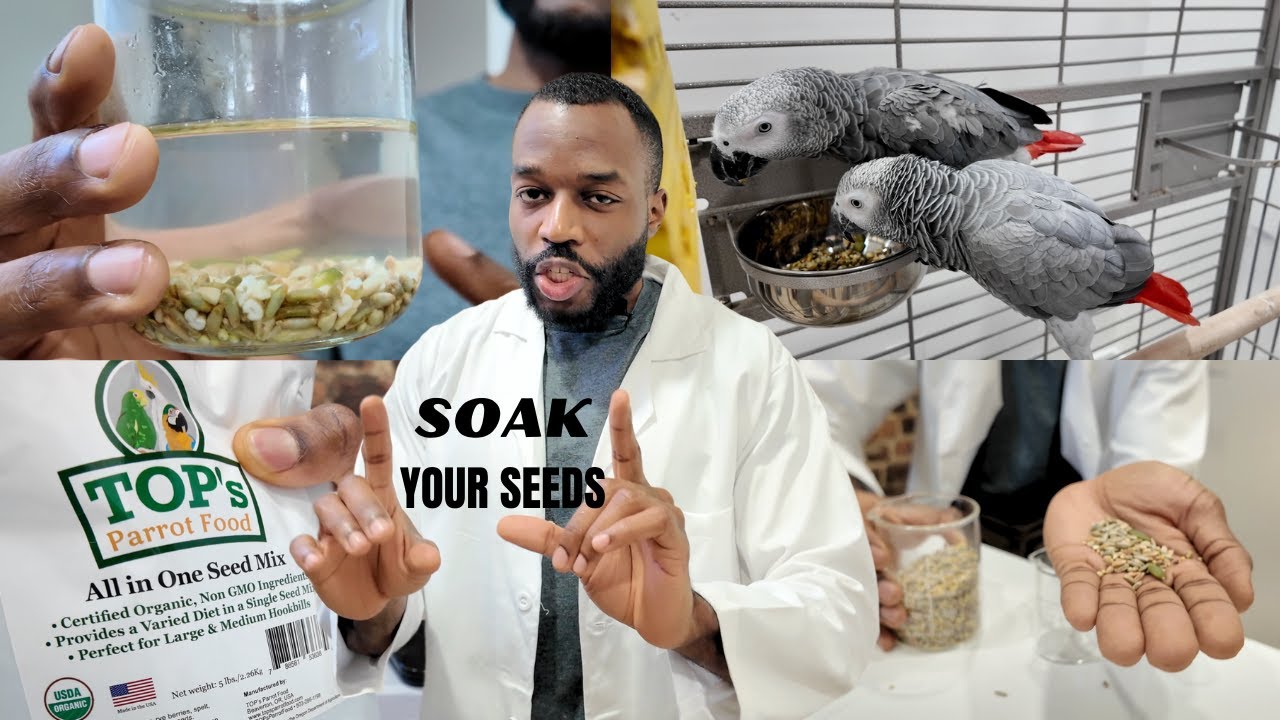 Soaking Seed For Parrots (Step-by-Step Guide + Tips)