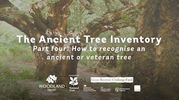 How to recognise an ancient or veteran tree | ATI Part 4