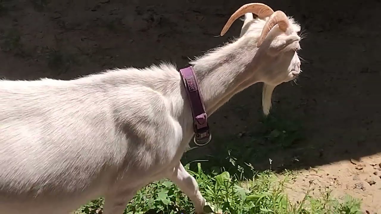 Свинка довольна житухой, а козочки - посетителями.