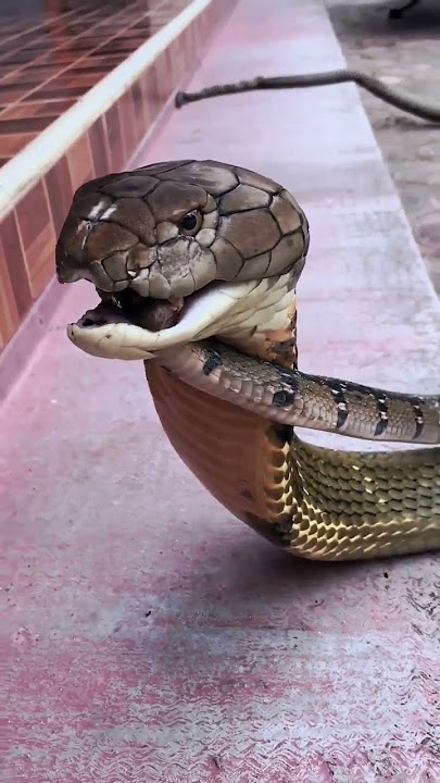 King Cobra Vs Black Mamba #snake #kingcobra #cobra #blackmamba #fight #animalsfightingcompilation
