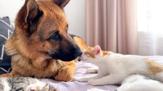 German Shepherd and Kittens are Cute Friends by The Fluffiest 18,223 views 2 months ago 1 minute, 2 seconds