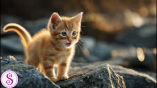 Suara Anak Kucing | Sofia Suara
