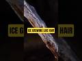 Ice Grows Like Hair From Wood #naturelovers