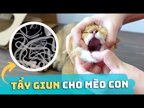 Video: Cách Tẩy Giun Cho Mèo