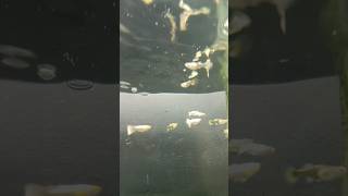 guppy  how beautiful this fish Snow White guppy ? subscribe former video please ?