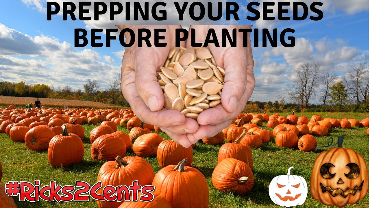 Pumpkin Seed Prepping Prepping Your Seeds Before Planting How to