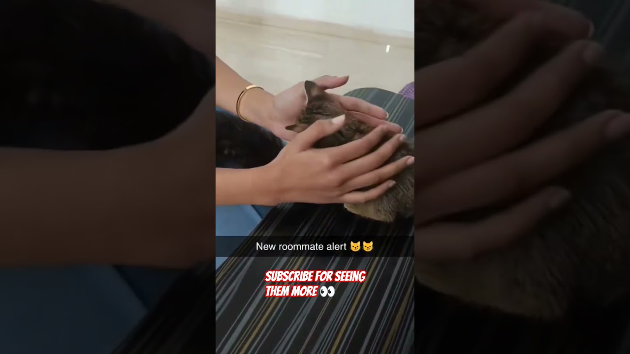 subscribe more to see them 😸 