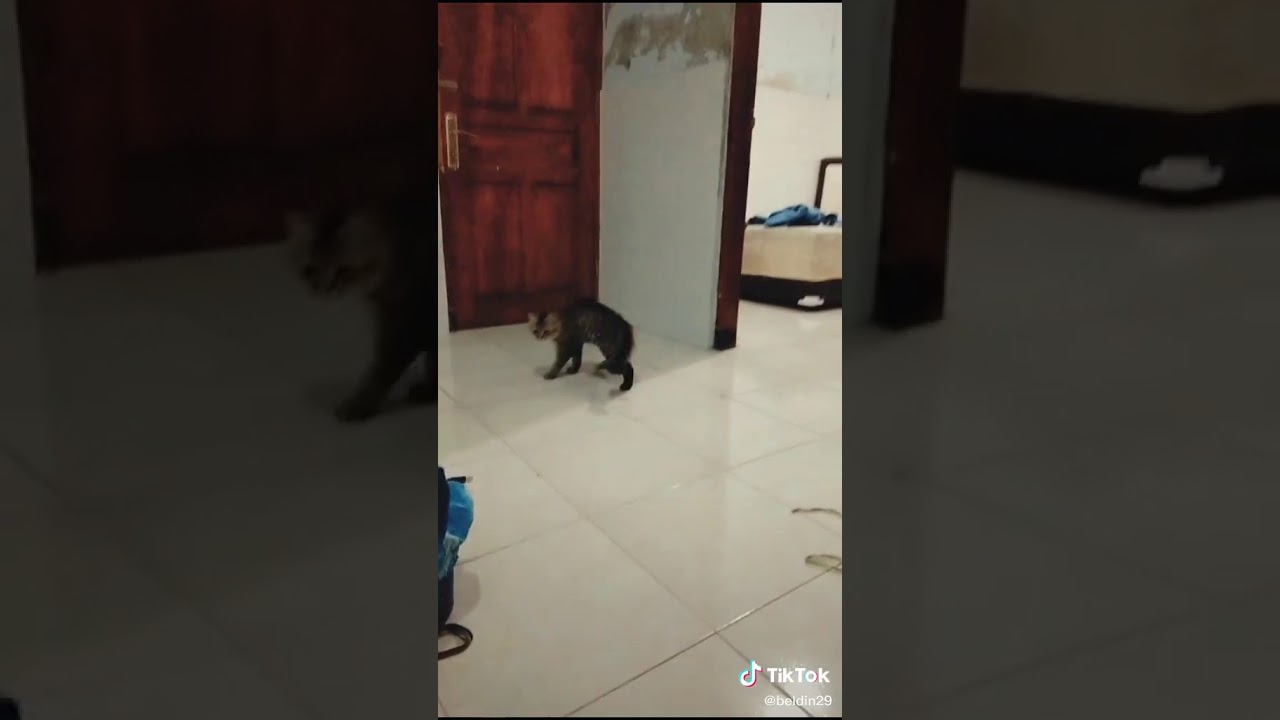 Video lucu banget bikin ngakak abis 
