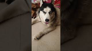 #comedy #labrador #pets #funny #dog #love