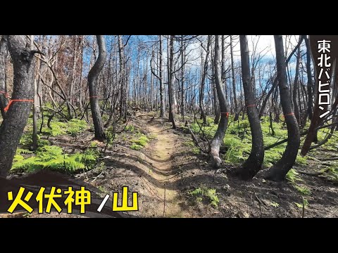 55.「火伏セ神ノ山」の話　山形県南陽市秋葉山　山火事後4か月後の姿