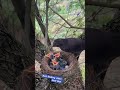 Bird feeding video Nest Box #feeding #nest #birdlife #birds #birdsnest #birdfood