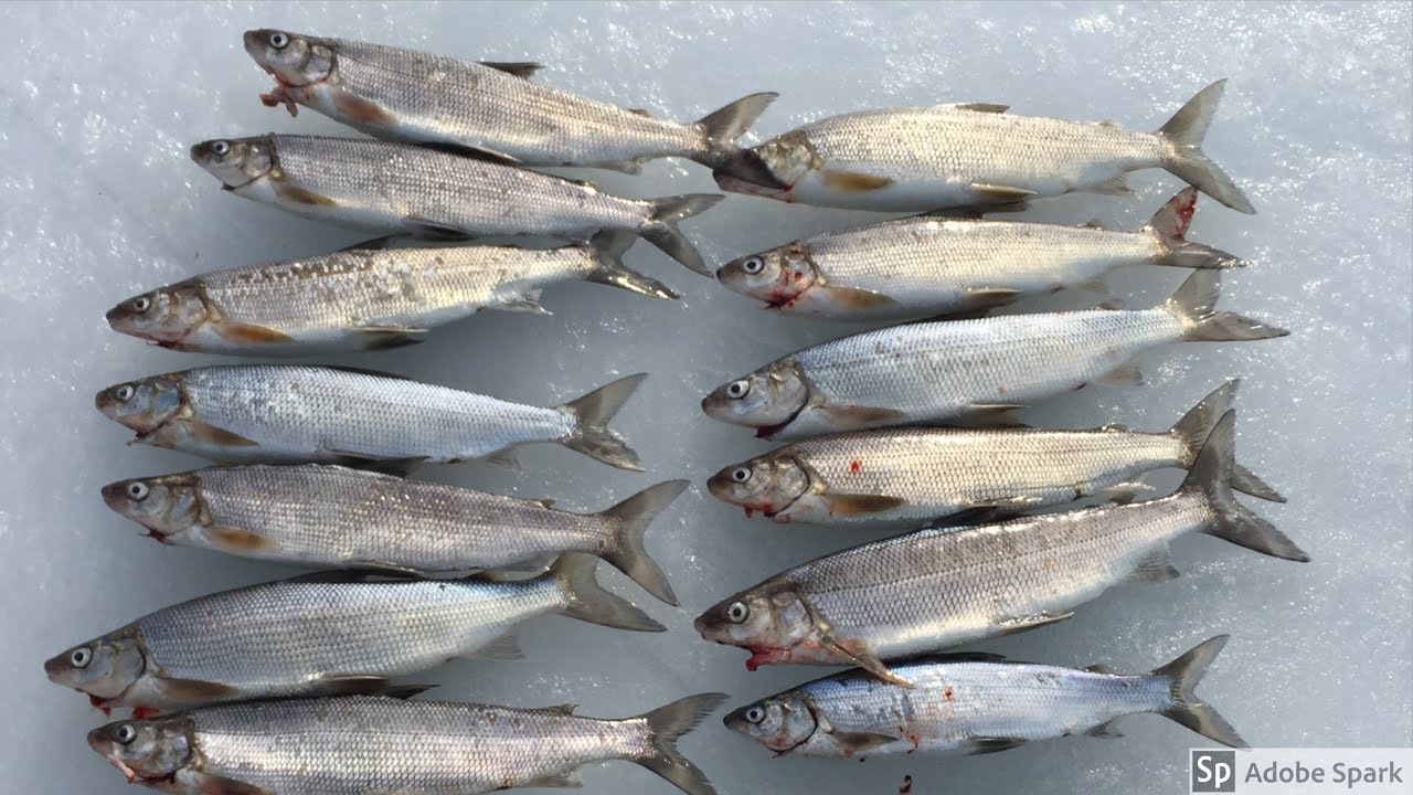 Ice Fishing Whitefish // Little Sturgeon Bay Wisconsin YouTube