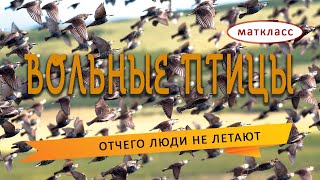 Вольные Птицы #1 /Отчего Люди Не Летают/