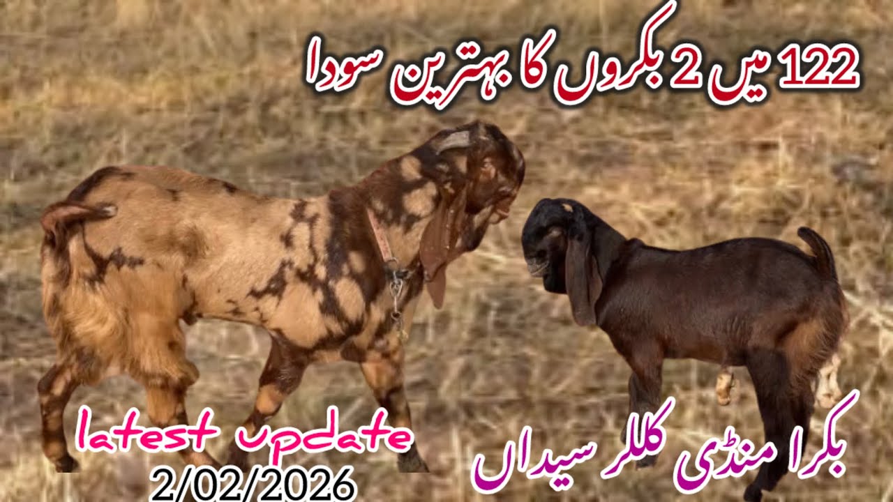  Today Bakra Mandi Kaller syedan latest update 2 February 2026