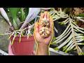 APRENDA COMO USAR ALHO CORRETAMENTE NA SUAS ORQUÍDEAS EM GERAL
