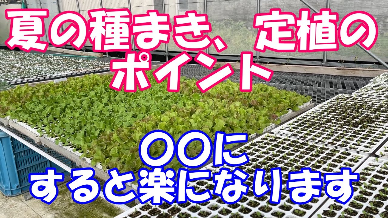 7.8月の野菜栽培 発芽と植え付けの難易度を下げるテクニック - YouTube