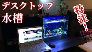 【熱帯魚水槽/アクアリウム】オーダーメイド・デスクトップ水槽立上げ-注文から生体導入まで/温度の上がる部屋で飼育できる熱帯魚を飼育、シクリッド・アーリー/リビングは水槽おく場所がもうないので書斎に進出